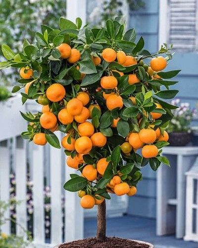 Kinu Grafted Plant