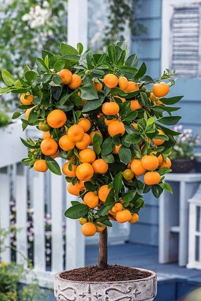kin Kinu Grafted Plant