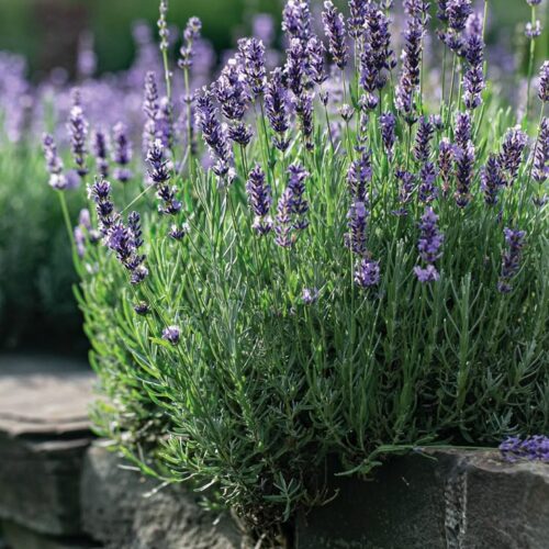 Lavender Seeds