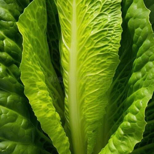 Leaf Lettuce (سلاد) OP Seeds
