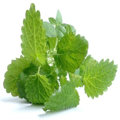 Lemon Balm Seed