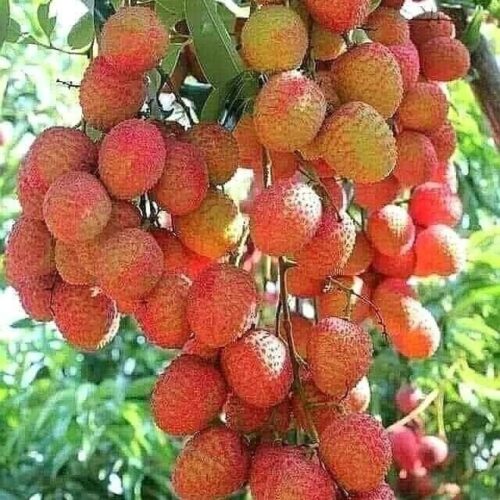 Lichi (Lychee) Airlayered Plant