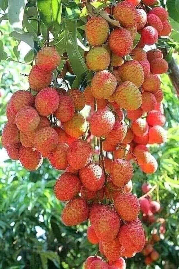 lic Lichi (Lychee) Airlayered Plant