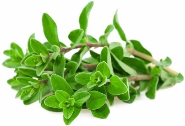 Marjoram Seeds