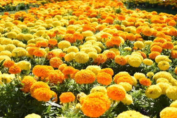 marigold Marigold Mix F1(moon)