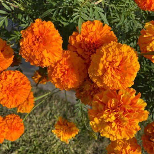 Marigold Seedlings F1 Hybrid – Giant Series