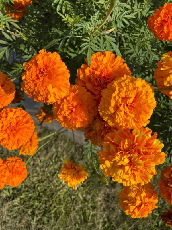 mg Marigold Seedlings F1 Hybrid – Giant Series