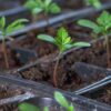 Marigold Seedlings F1 Hybrid – Giant Series