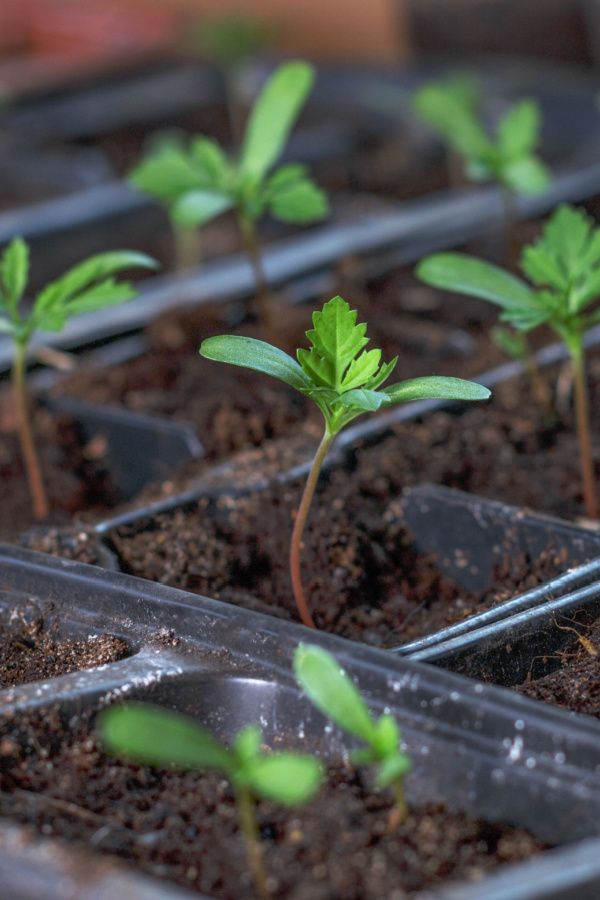 mgs Marigold Seedlings F1 Hybrid – Giant Series