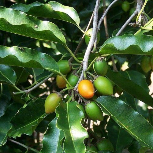 Moulsari Tree Seed