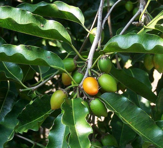 moul Moulsari Tree Seed