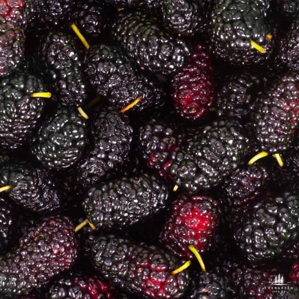 mul Black Mulberry (Shehtoot) Plant