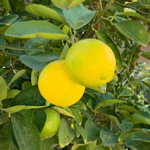 Musambi Sweet limetta Grafted Plant