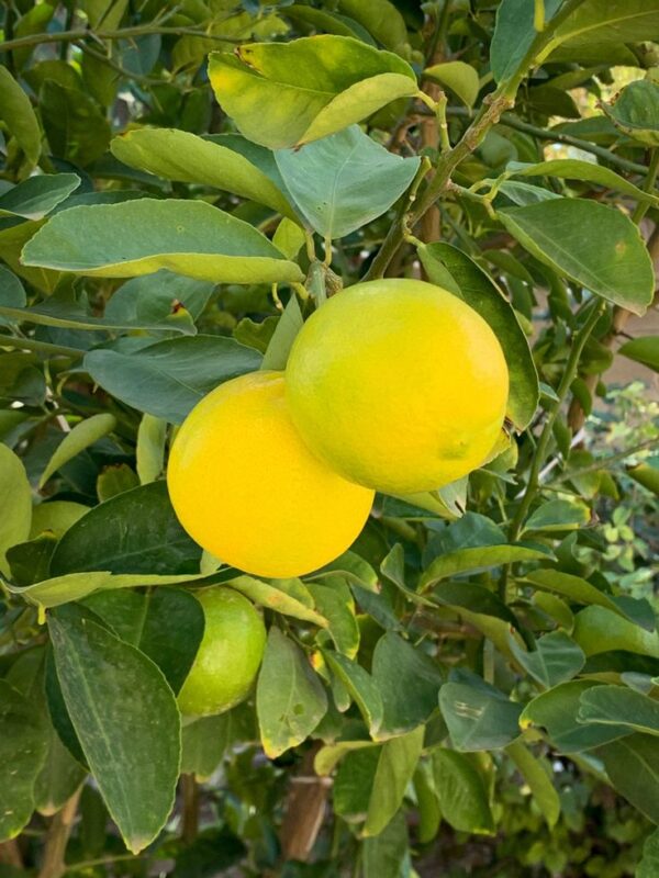 mus Musambi Sweet limetta Grafted Plant