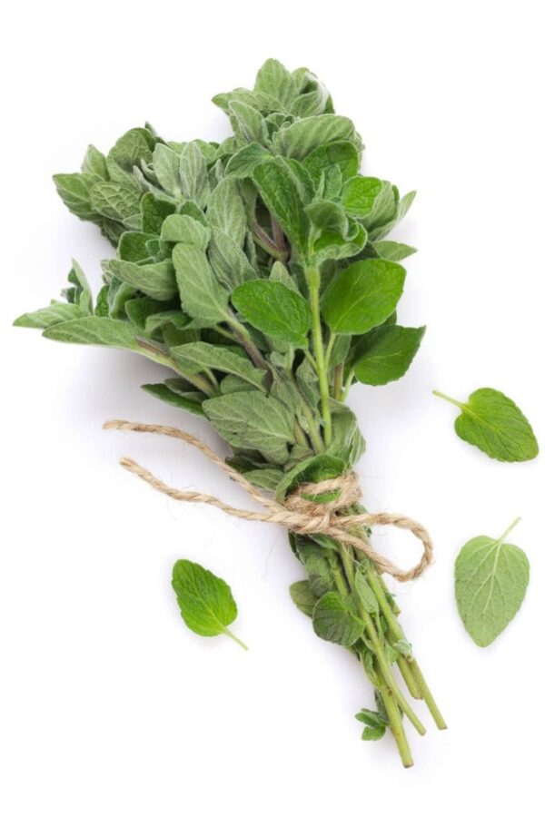 Oregano