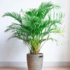 Table Palm