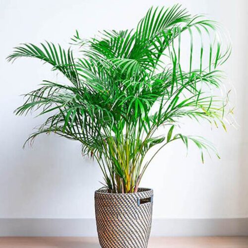 Table Palm