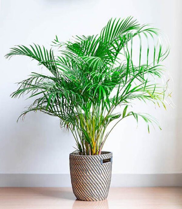 palm1 Table Palm