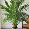 Table Palm