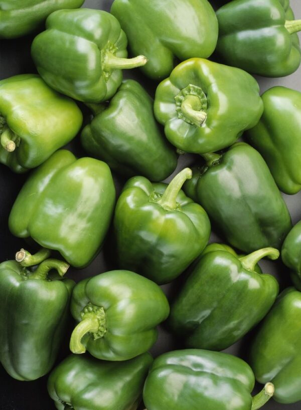 pepp Pepper Green Bell (شملہ مرچ) Hybrid F1 Seeds