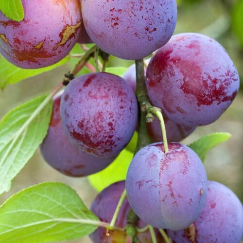 Aloo Bukhara (Plum) – Grafted Plant