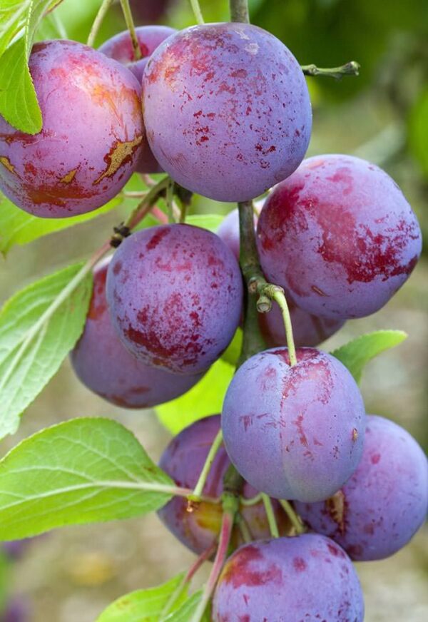 pl Aloo Bukhara (Plum) – Grafted Plant