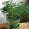 Plumosa plant