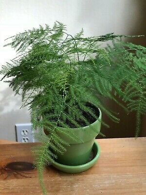 Plumosa plant