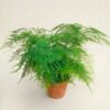 Plumosa plant