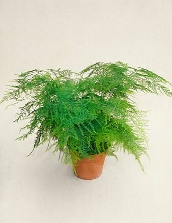 Plumosa plant