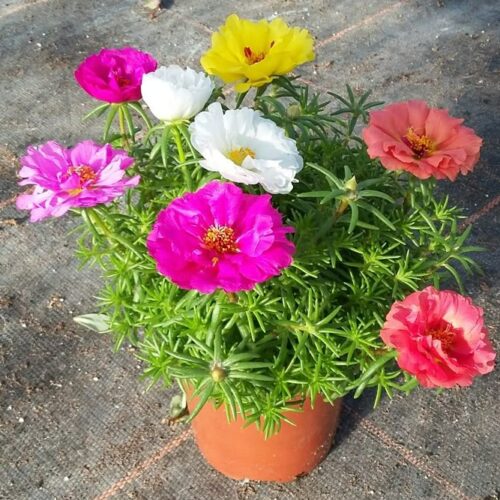 Portulaca Mix Flower Seeds