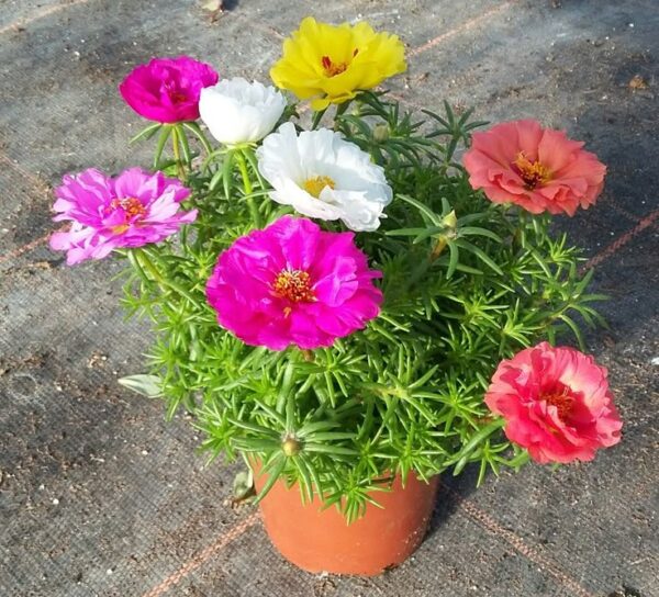 port Portulaca Mix Flower Seeds