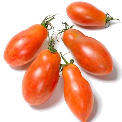 Pure Desi Tomato (ٹماٹر)