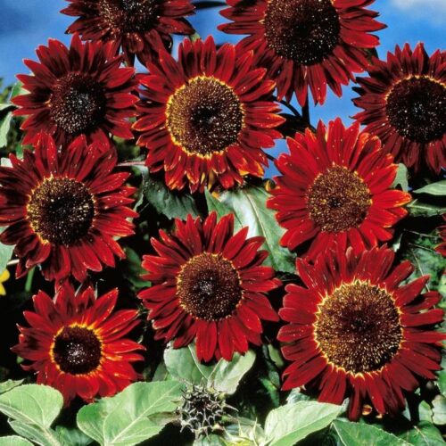 Red Sunflower Seeds