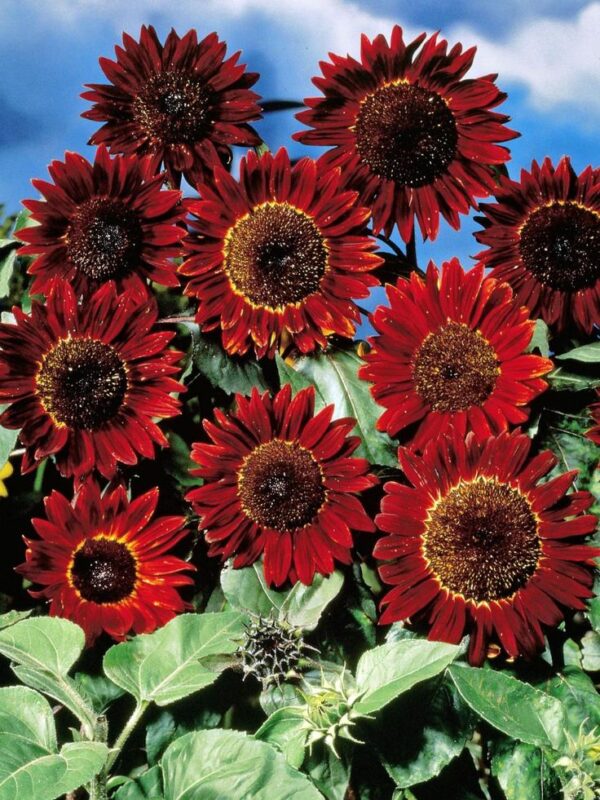 Red Sunflower Seeds