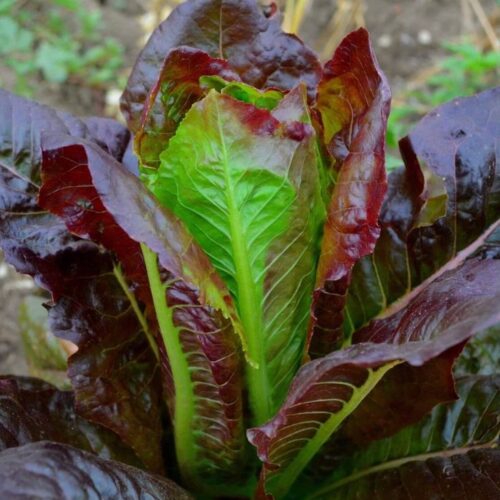 Red Leaf Lettuce (Salad) F1 Hybrid Seeds