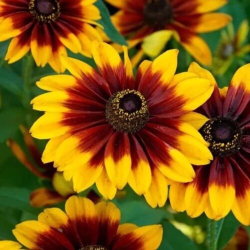 Rudbeckia Mix Flower Seeds