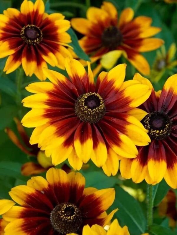 redbuckia Rudbeckia Mix Flower Seeds