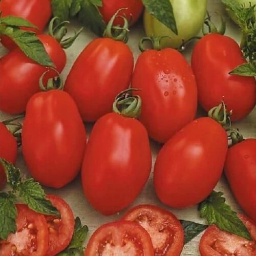 Rio Grande Tomato Hybrid F1 Seeds