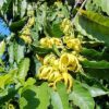 Sheesham (Rosewood) Tree Seed