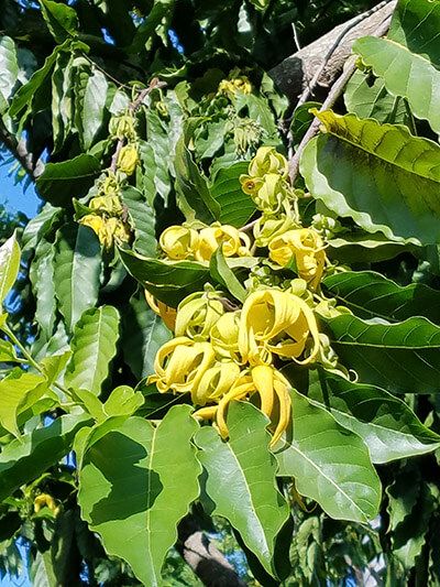 rose Sheesham (Rosewood) Tree Seed