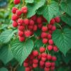 Raspberry Plant