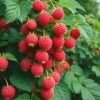Raspberry Plant