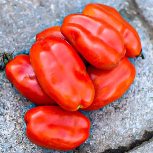 San Marzano mano tomato seeds