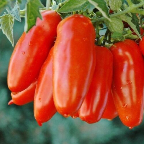 Scatolone Tomato Heirloom Seeds – Authentic F1