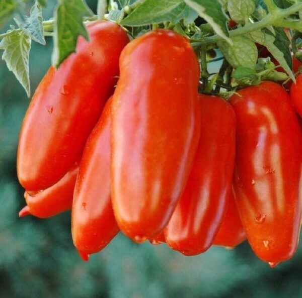 scatolone Scatolone Tomato Heirloom Seeds – Authentic F1