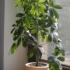 Schefflera plant