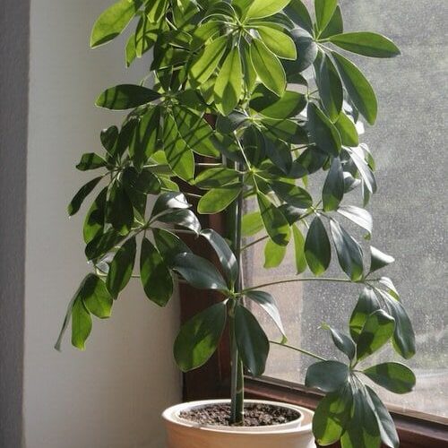 Schefflera plant