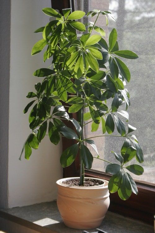 sche1 Schefflera plant