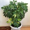 Schefflera plant